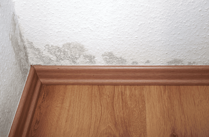 Mold: A Critical Issue Every Property Owner Should Take Seriously