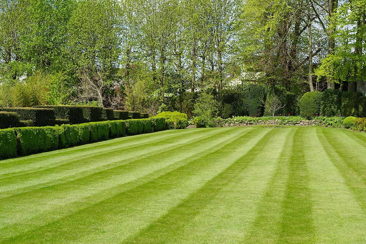 Lawn Care Tips for Tenants: Keep Your Yard Beautiful!